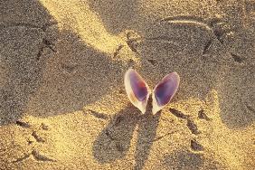 Sea Shell with bird foot print, Covelong (photo) 