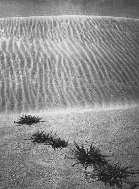 Shows desert plants (b/w photo) 