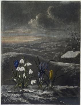 Snowdrops, crocusses / Aquatint