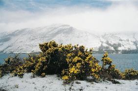 Spring snow on gorse (photo) 