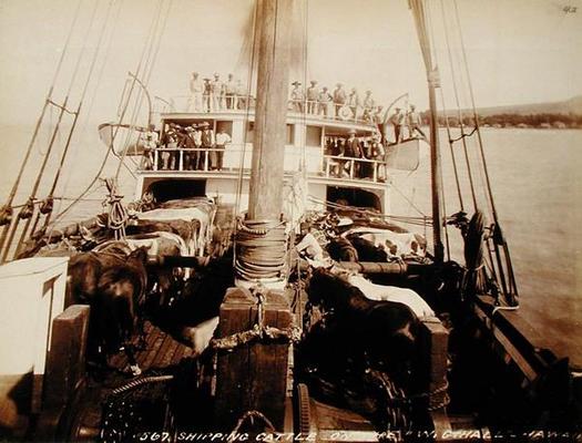 Shipping Cattle on the 'W.G. Hall', Hawaii, 1890s (sepia photo) de 