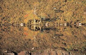 Trees reflected in the river, Loch Nacroigh (photo) 