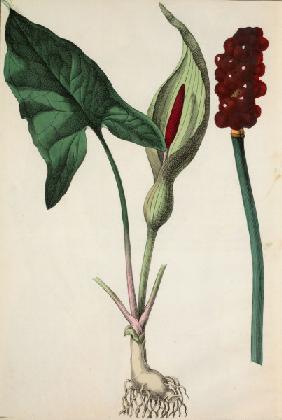 Wild Arum / Illustration / Hochstetter