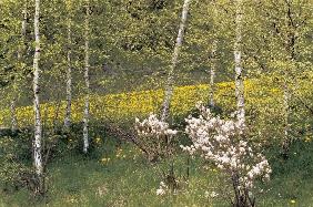 Wild flowers, Disentis (photo) 