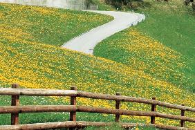 Wild flowers, Disentis (photo) 