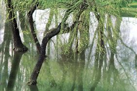 Willows in early spring with tender leaves about to sprout (photo) 