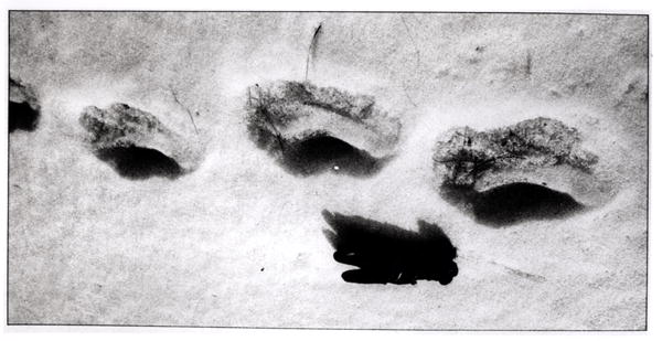 Yeti footprints in the snow (b/w photo)  de 