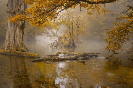 Alone in the swamp