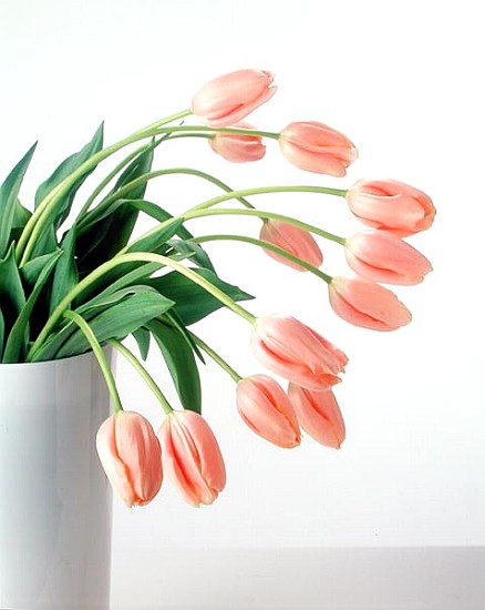 Pink Tulips, 1999 (colour photo)  de Norman  Hollands
