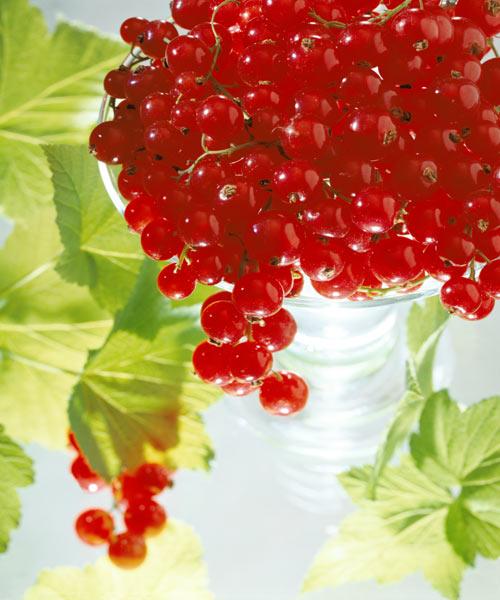 Redcurrants & leaves, 1996 (colour photo) 