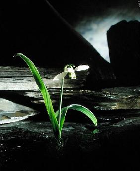 Snowdrop / Slate, 1995 (colour photo) 