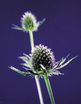 Thistles, 1996 (colour photo) 