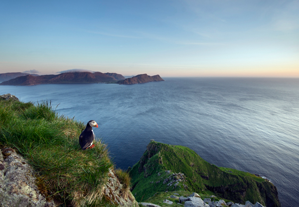 On the lookout de Olof Petterson