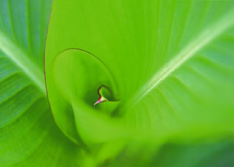 Leaf 2 de Ortwin Klipp