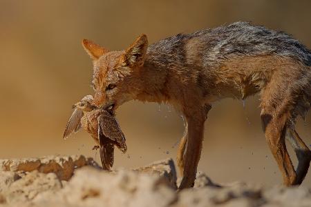 Jackal hunts a dove