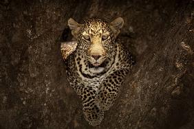 Leopard Resting on a Tree at Masai Mara