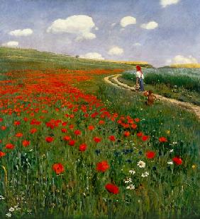 The Poppy Field