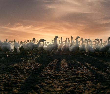 Goose party！