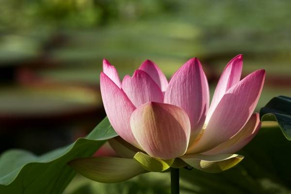 Lotus-Blüte de 