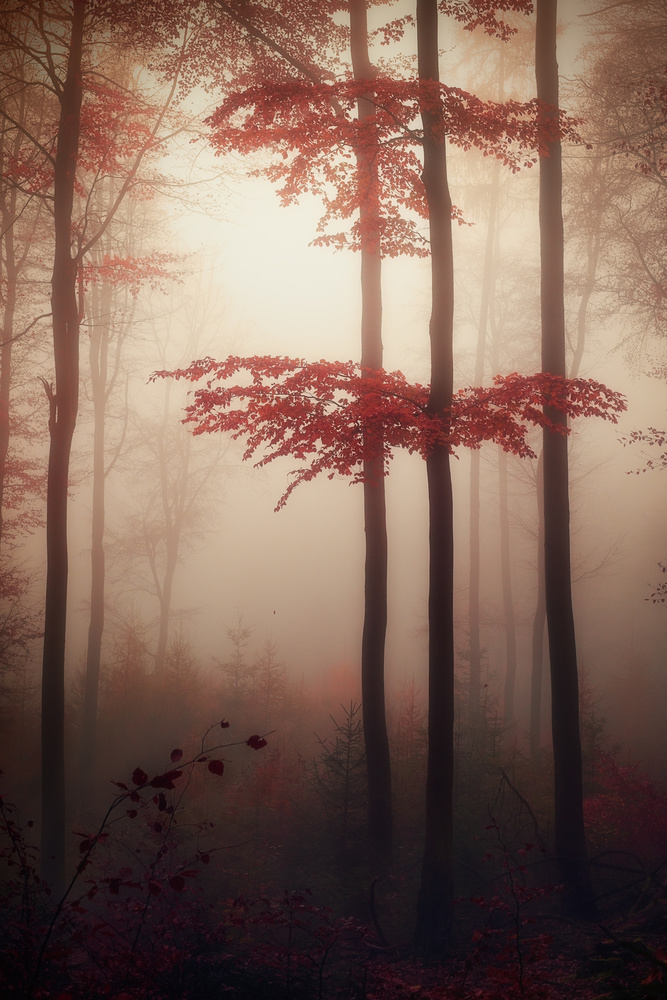 Autumn light de Patrick Aurednik