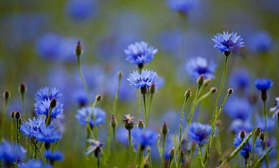 Kornblumen de Patrick Pleul