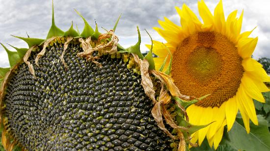 Sonnenblumen am Wegesrand de Patrick Pleul