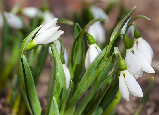 Tauwetter lässt Frühjahrsblüher sprießen de Patrick Pleul