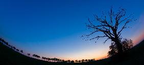 Alter Baum im Abendrot