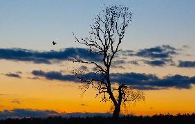 Alter Baum vor Abendhimmel