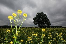 Dunkle Wolken über Brandenburg