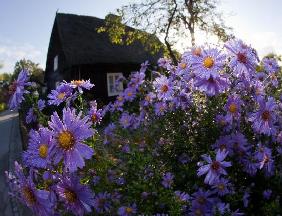 Herbstastern im Spreewald