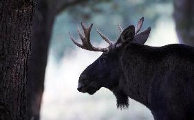 Hirschbrunft im Wildpark Schorfheide