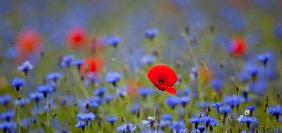 Klatschmohn zwischen Kornblumen