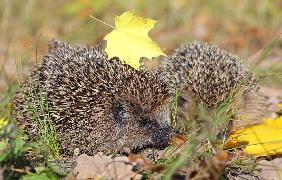 Kleine Igel kommen ins Winterquartier