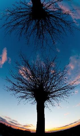 Kopflinden am Abendhimmel