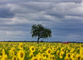 Regenwolken über Sonnenblumenfeld