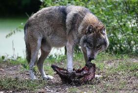 Wolf im Wildpark Schorfheide