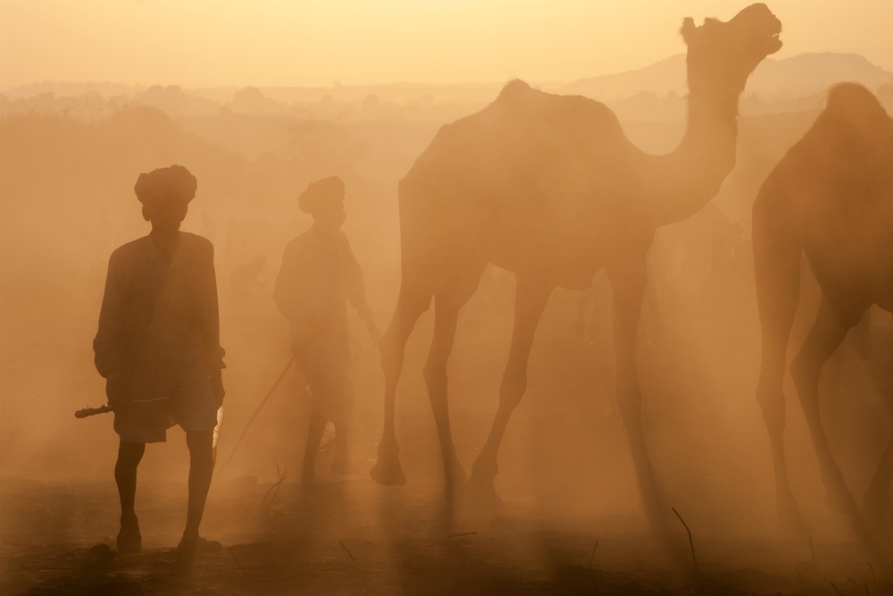 rajasthani shepherds de Pavol Stranak