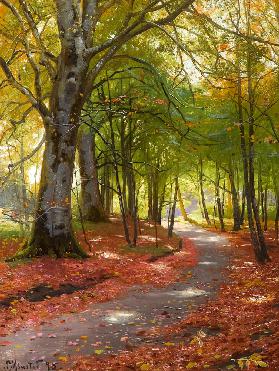 Sunny Autumn Day in the Forest