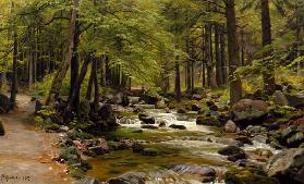 Forest Stream in Spring