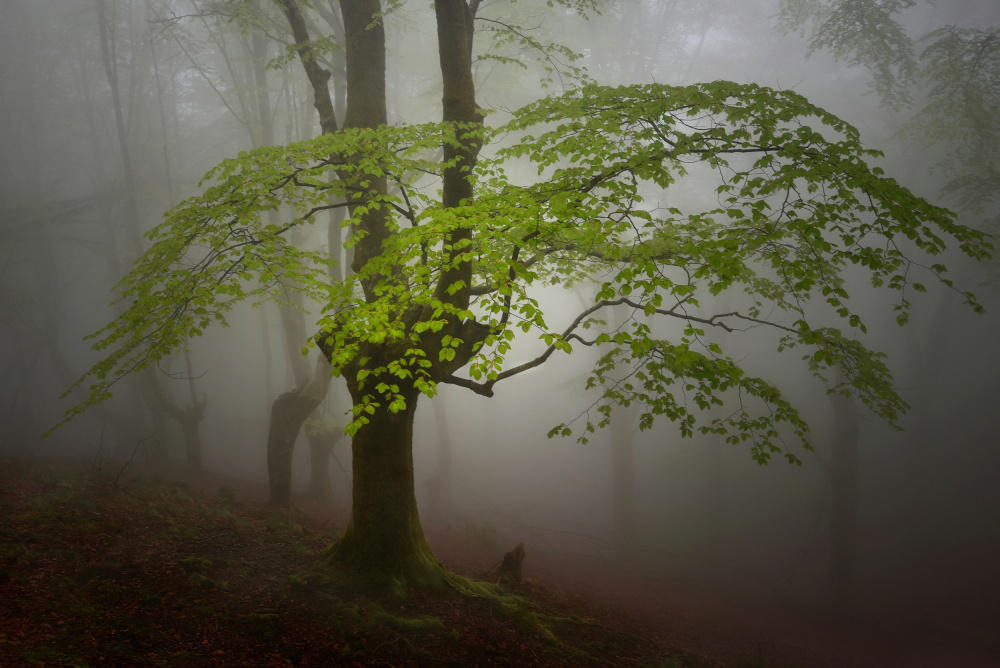 Green leaves. de Pedro Uranga