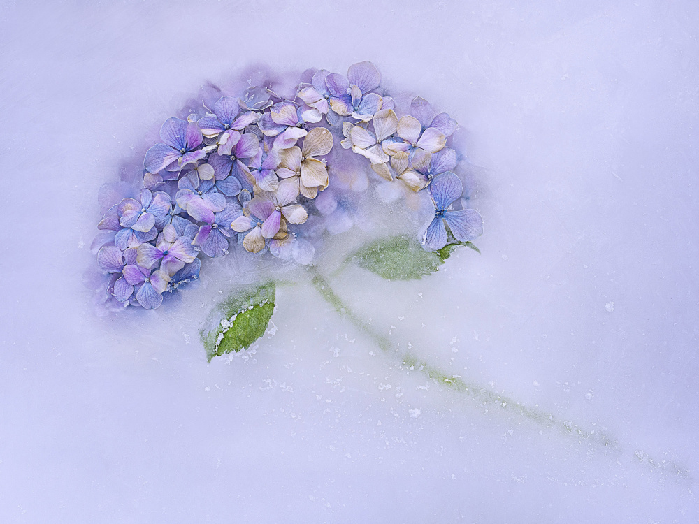 Hidrangen flower among the ice. de Pedro Uranga