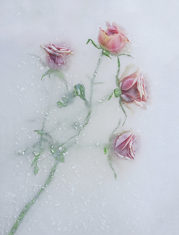 Roses among the ice. de Pedro Uranga