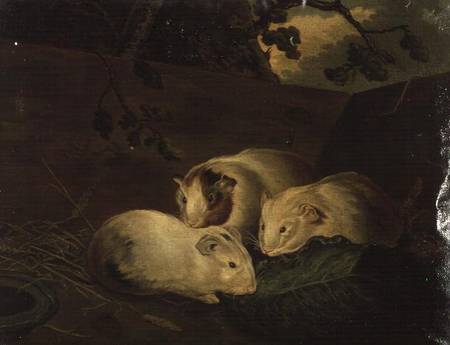 Primitive Study of Guinea Pigs de Penry Williams