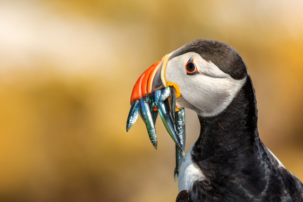 Saltee Islands - Atlantic Puffin de Peter Krocka