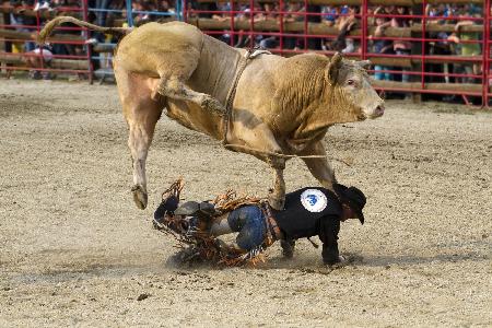 Bullrider