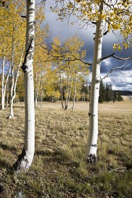 Birkenwald Arizona USA