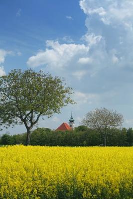 Kirche, blühendes Rapsfeld