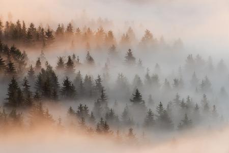 Misty forrest