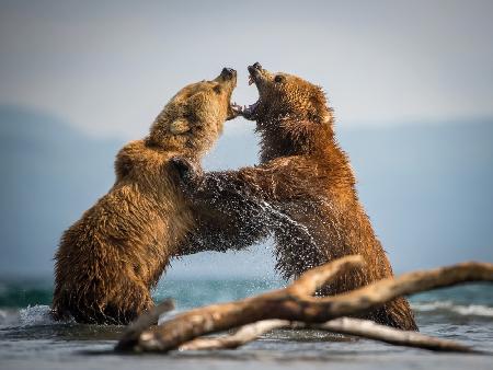 The Kamchatka brown bear, Ursus arctos